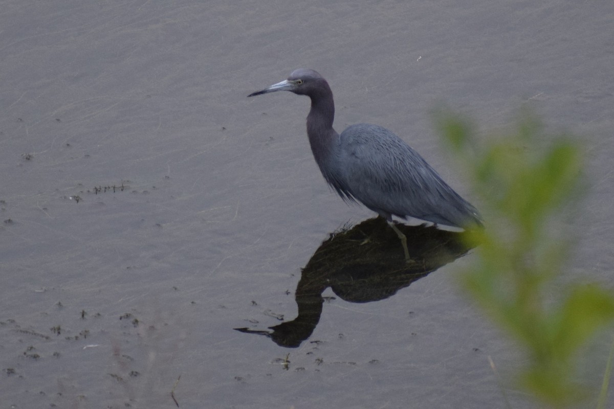 Little Blue Heron - ML646208019