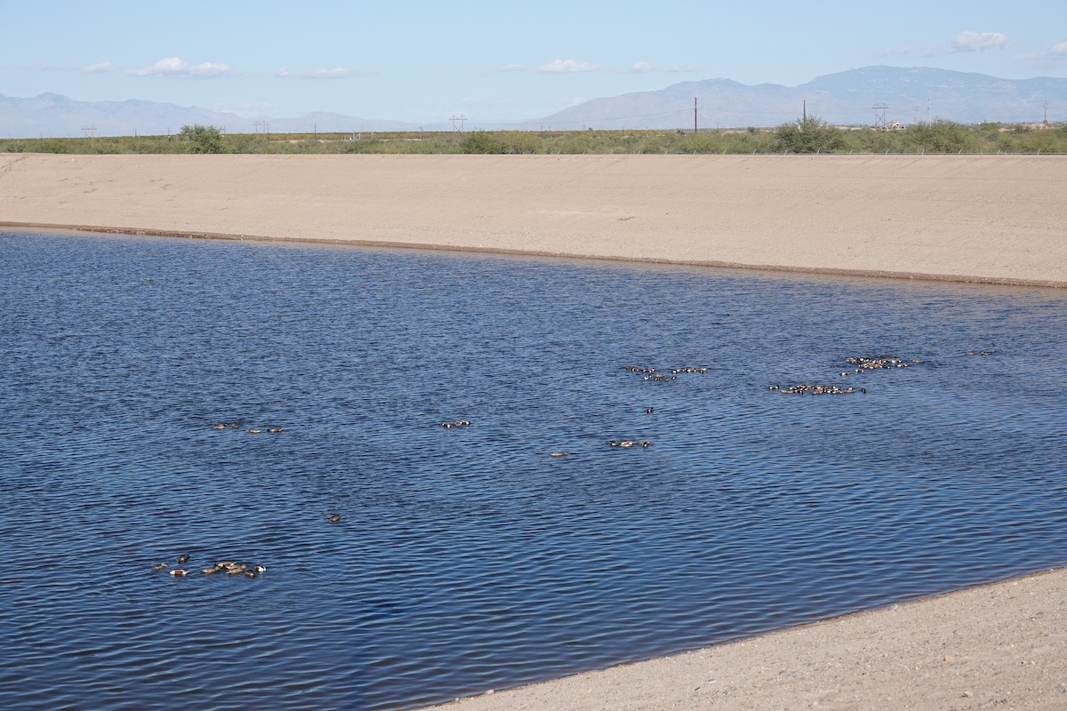 Northern Shoveler - ML646208020