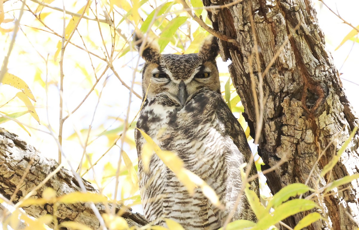 Great Horned Owl - ML646208021