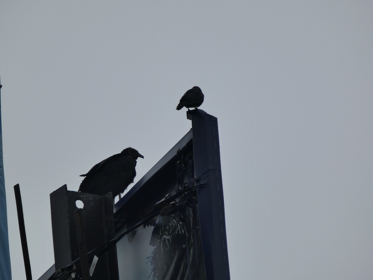 House Crow - ML646208022