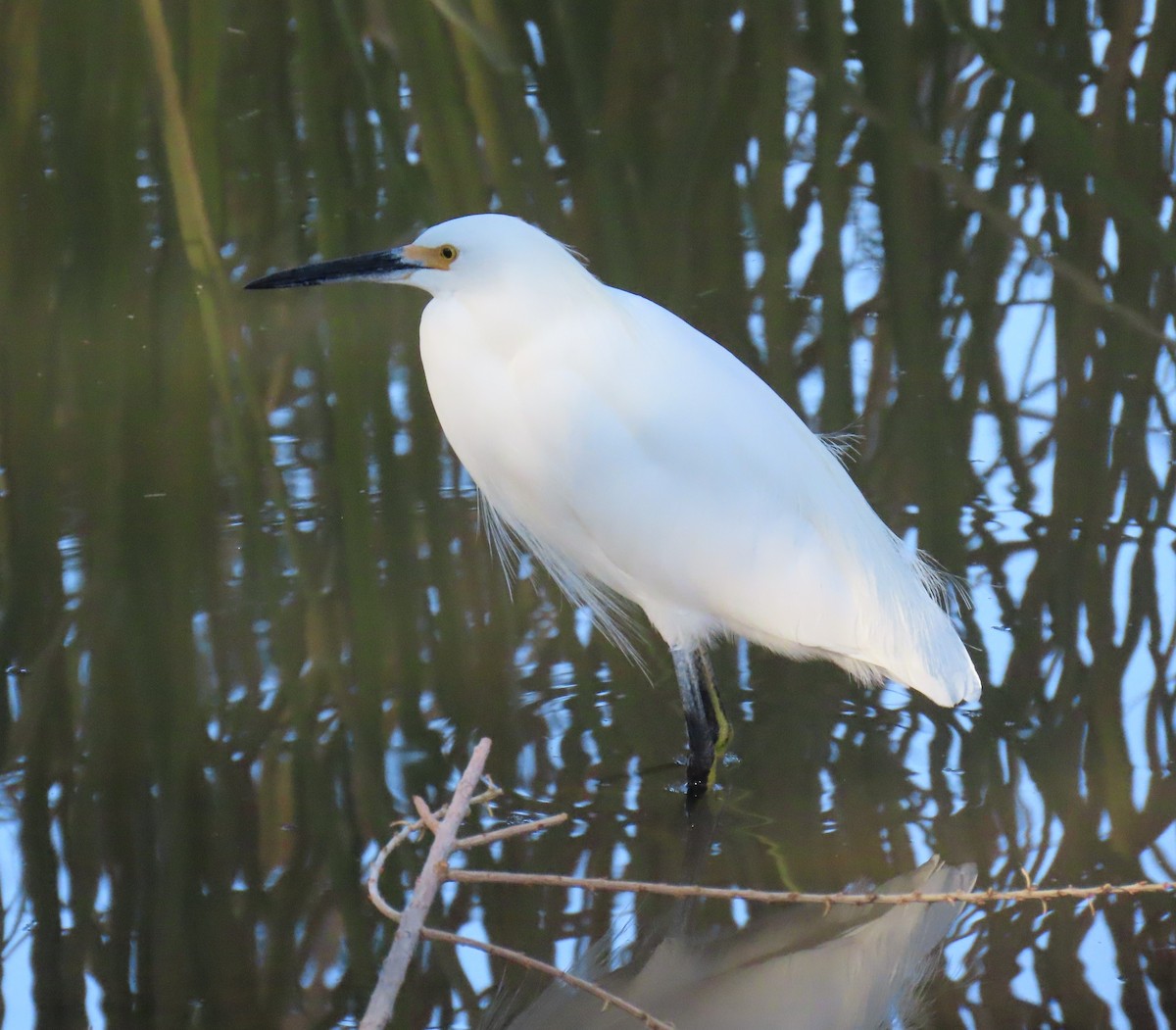 Snowy Egret - ML646208023