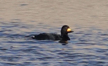 Black Scoter - ML646208024
