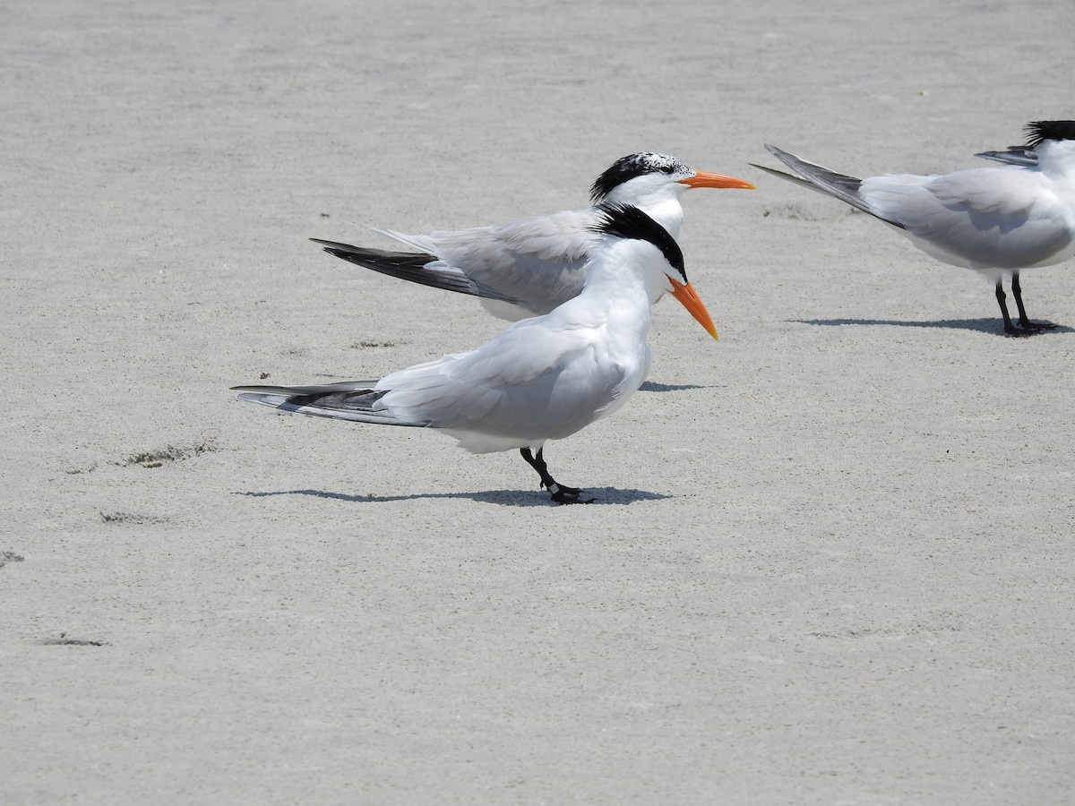 Common Tern - ML646208025