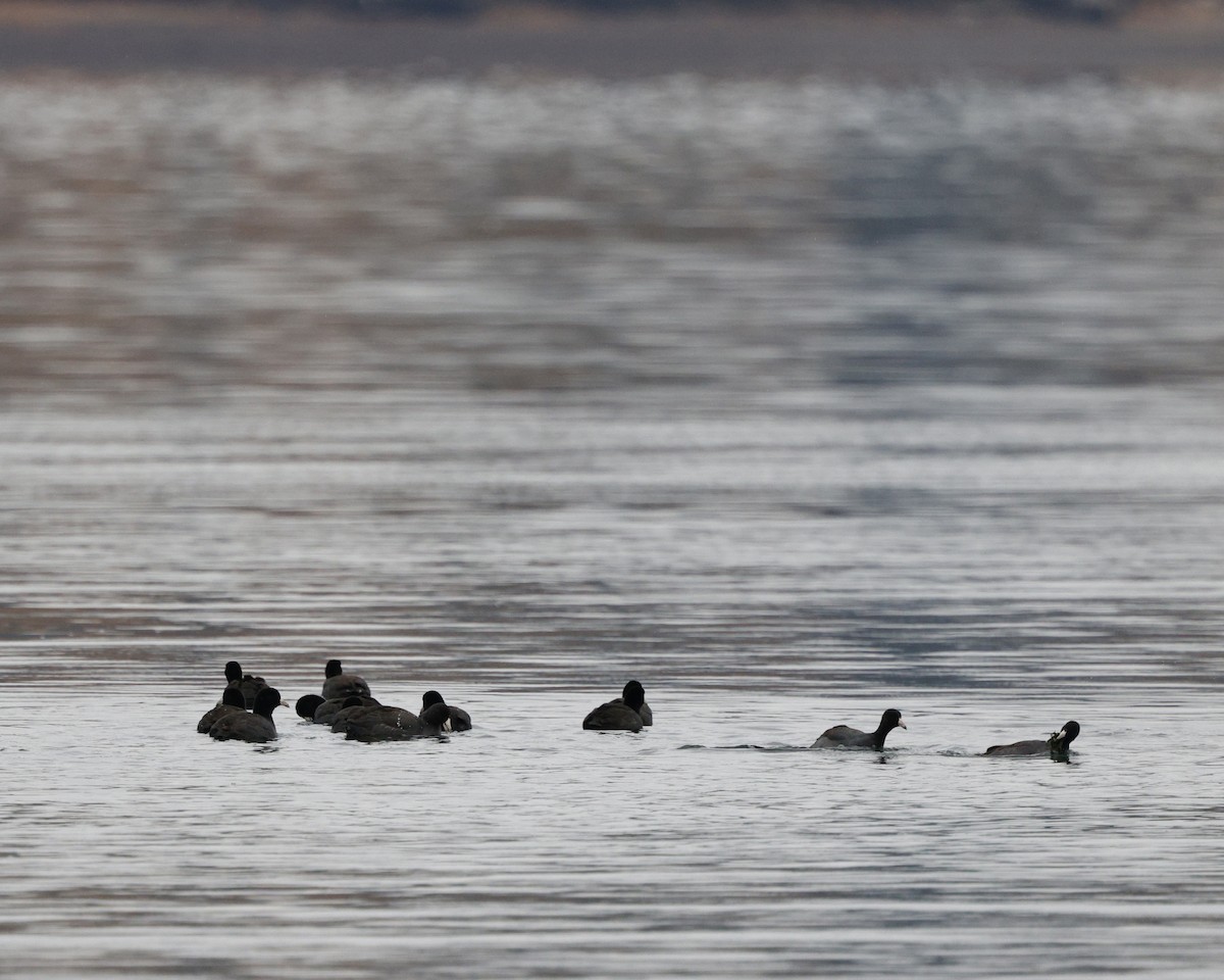 American Coot - ML646208026
