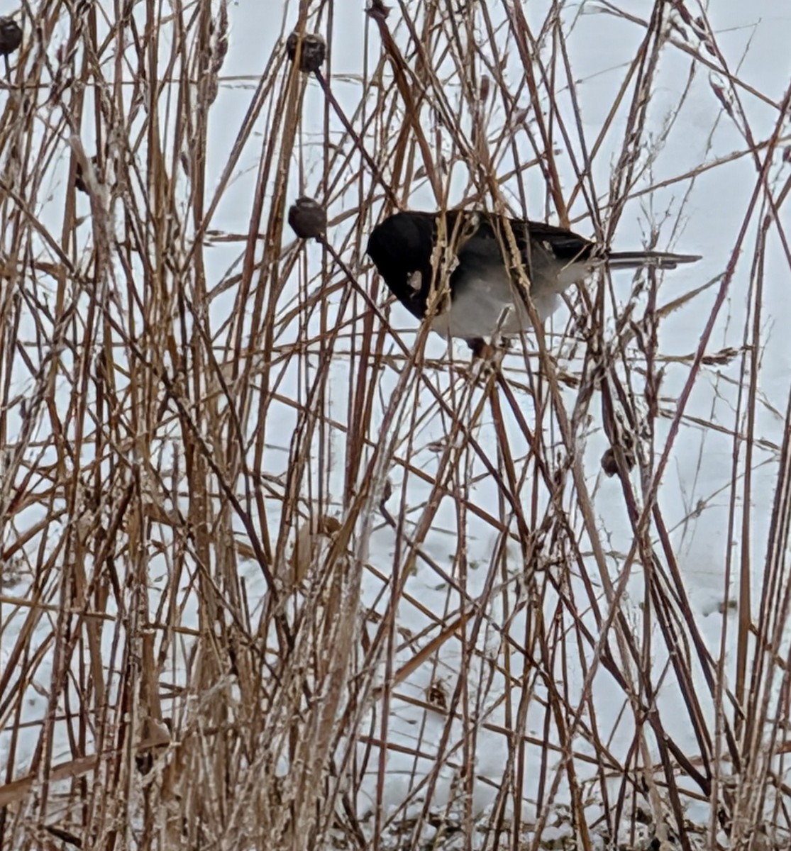 Dark-eyed Junco - ML646208027