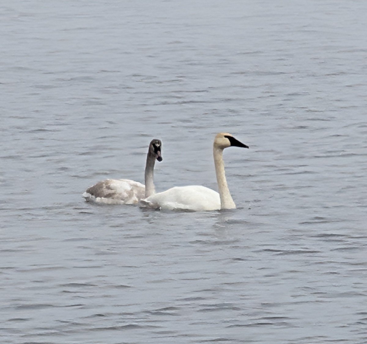 Trumpeter Swan - ML646208033