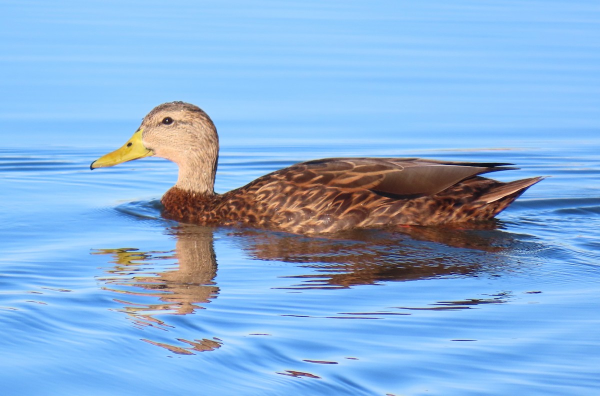 Mexican Duck - ML646208034