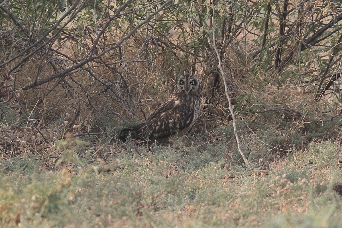 Short-eared Owl - ML646208038