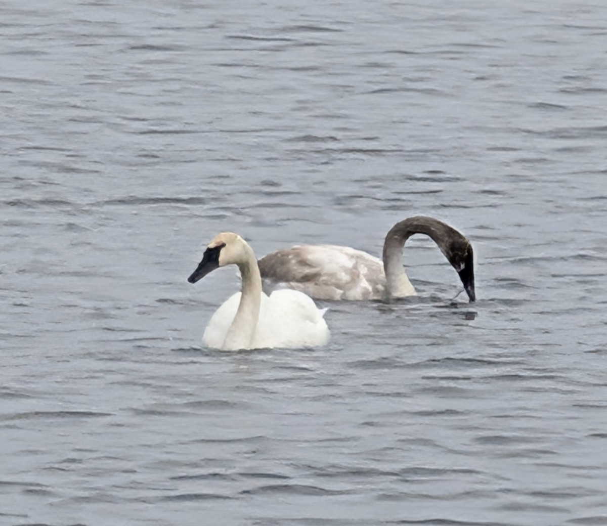 Trumpeter Swan - ML646208039