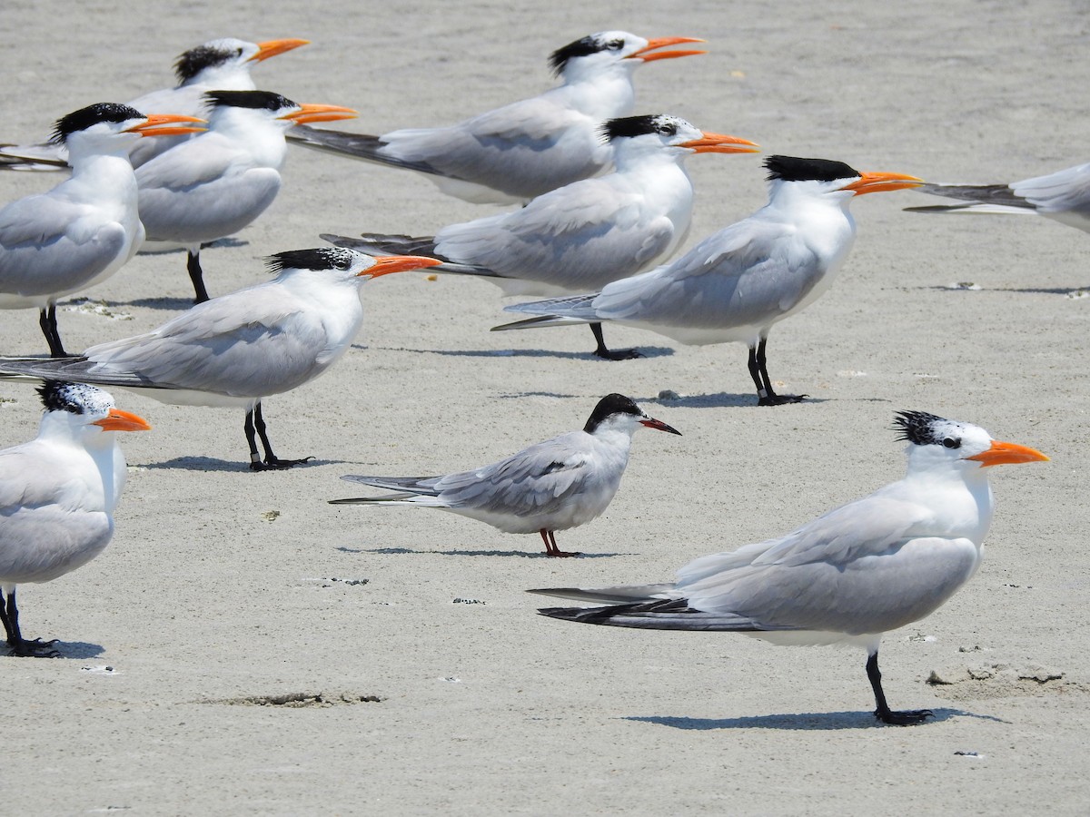 Common Tern - ML646208040