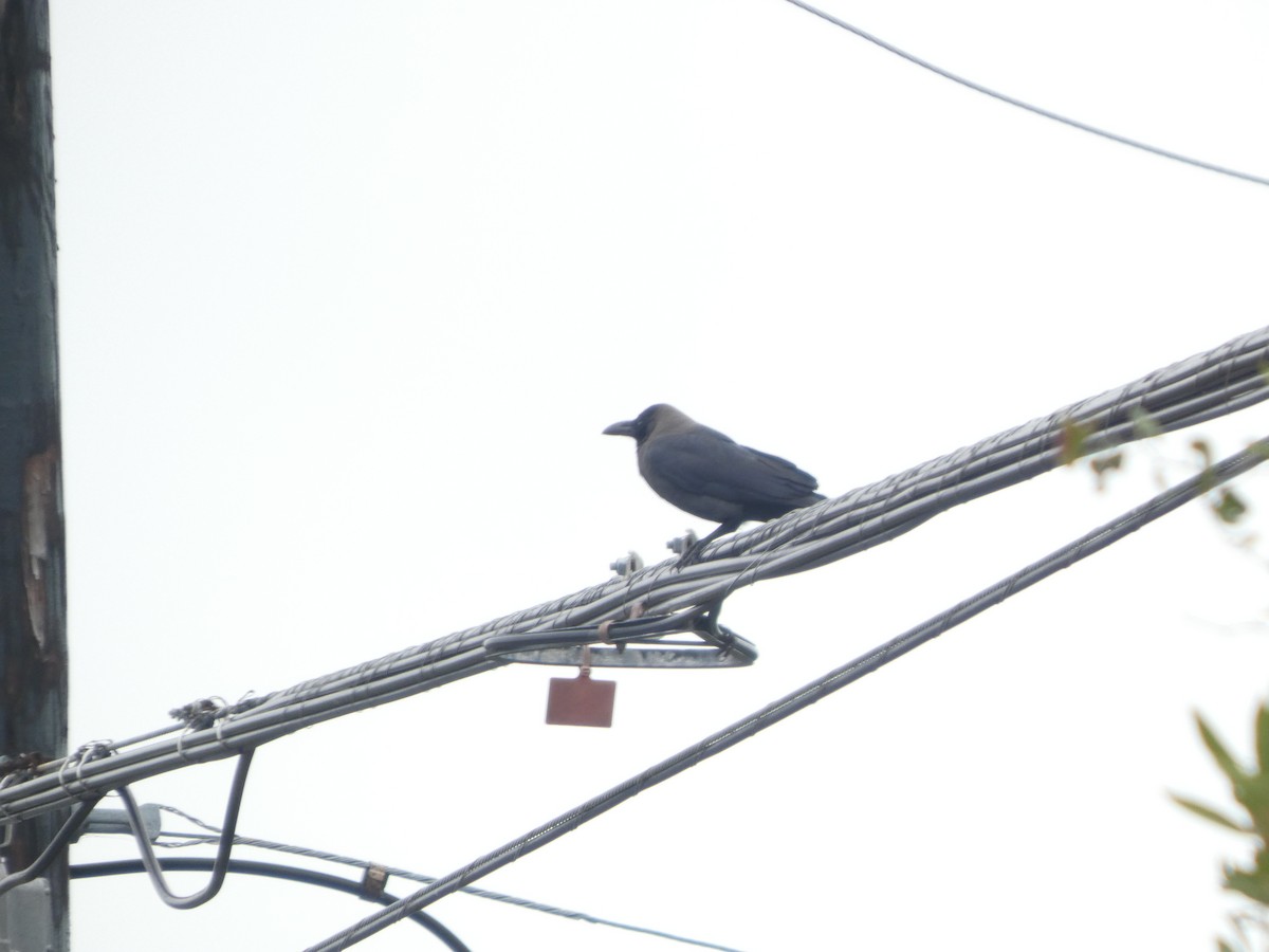 House Crow - ML646208042