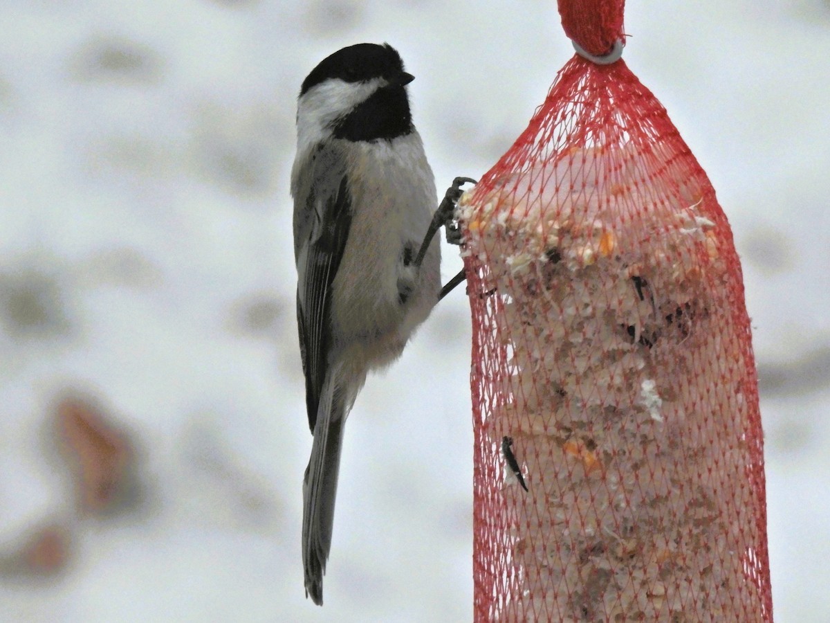 Black-capped Chickadee - ML646208043