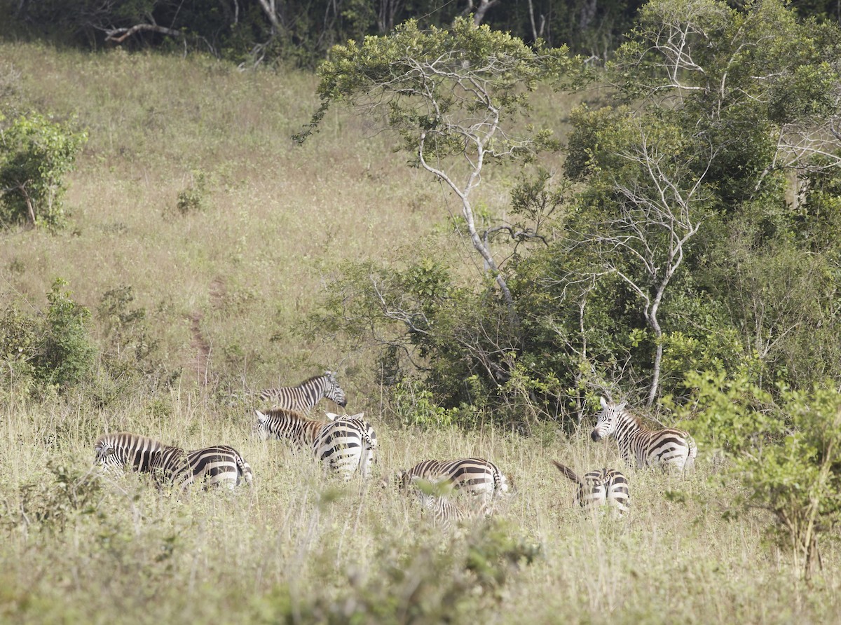 Plains Zebra - ML646208045