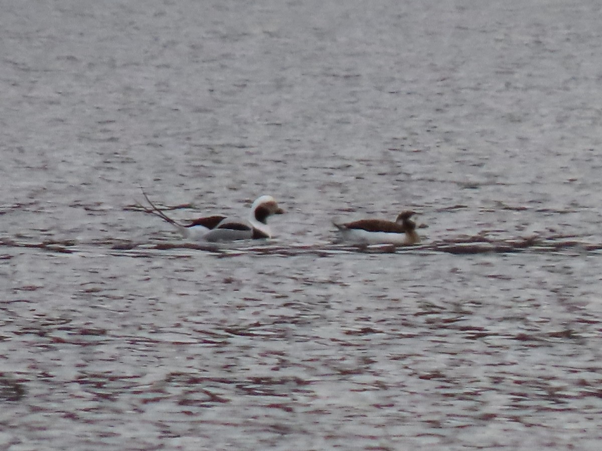 hoholka lední - ML646208053