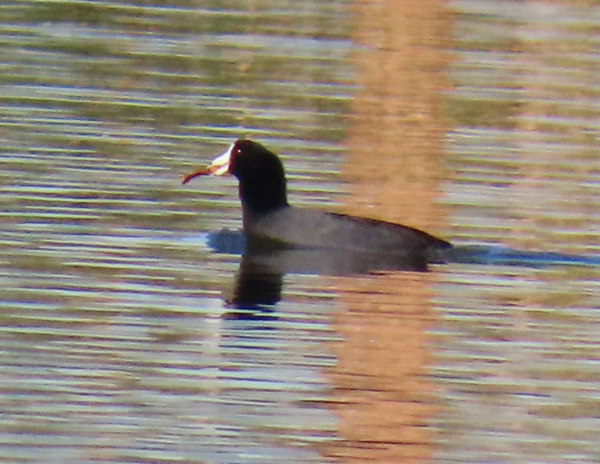 American Coot (Red-shielded) - ML646208054