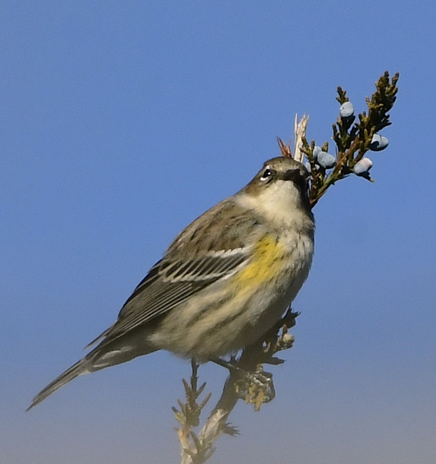 Yellow-rumped Warbler - ML646208055