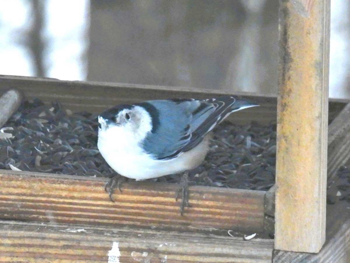White-breasted Nuthatch - ML646208057