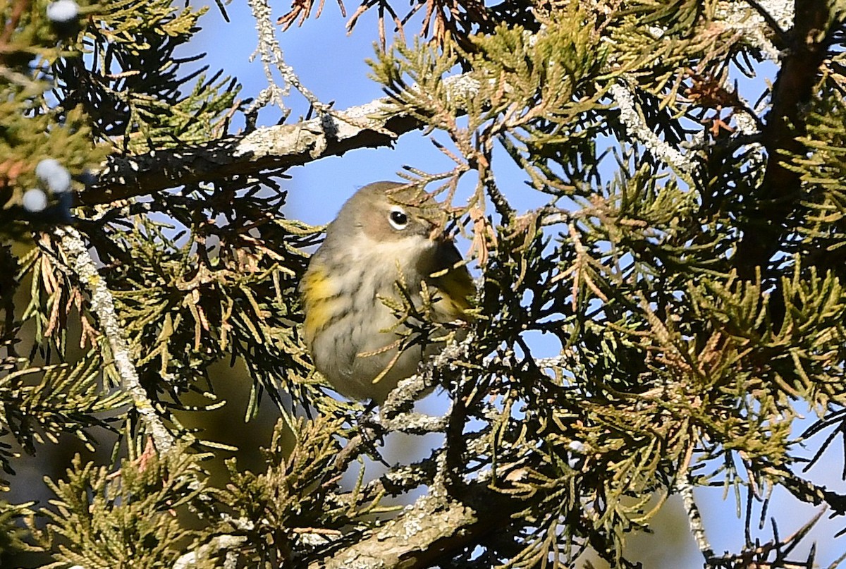 Yellow-rumped Warbler - ML646208059