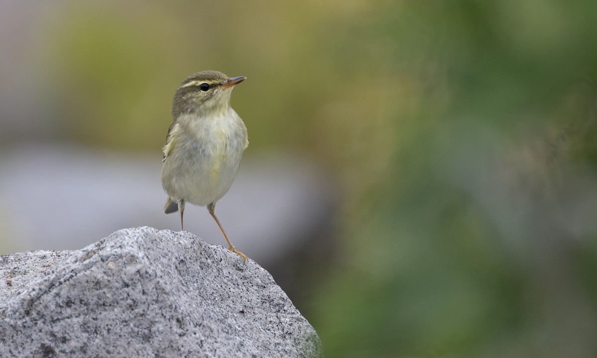 Kamchatka Leaf Warbler - ML646208070