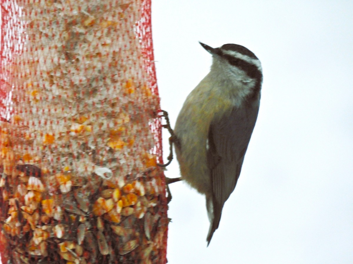Red-breasted Nuthatch - ML646208072
