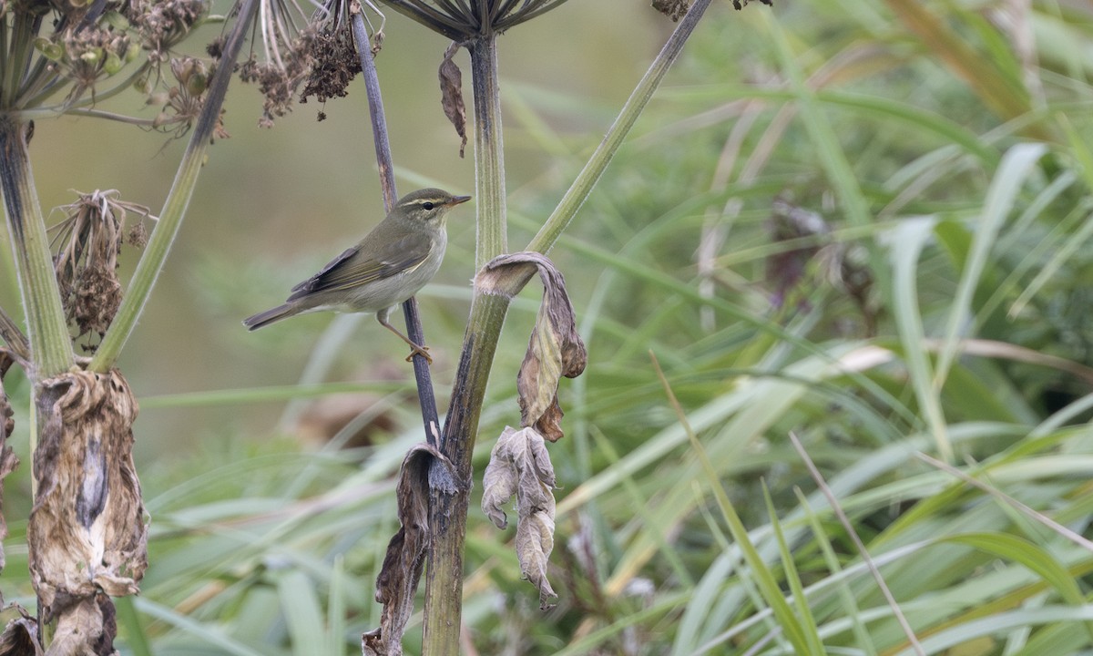 Kamchatka Leaf Warbler - ML646208078