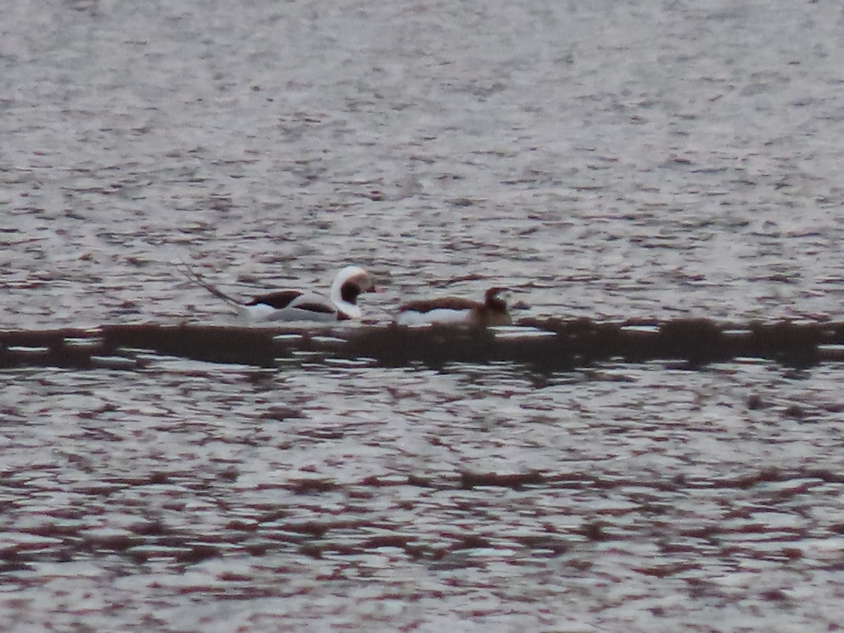 hoholka lední - ML646208084