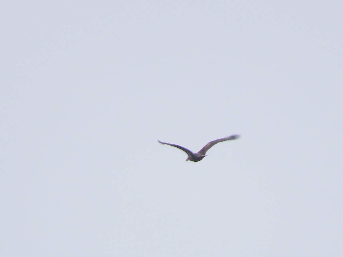 Bald Eagle - ML646208090