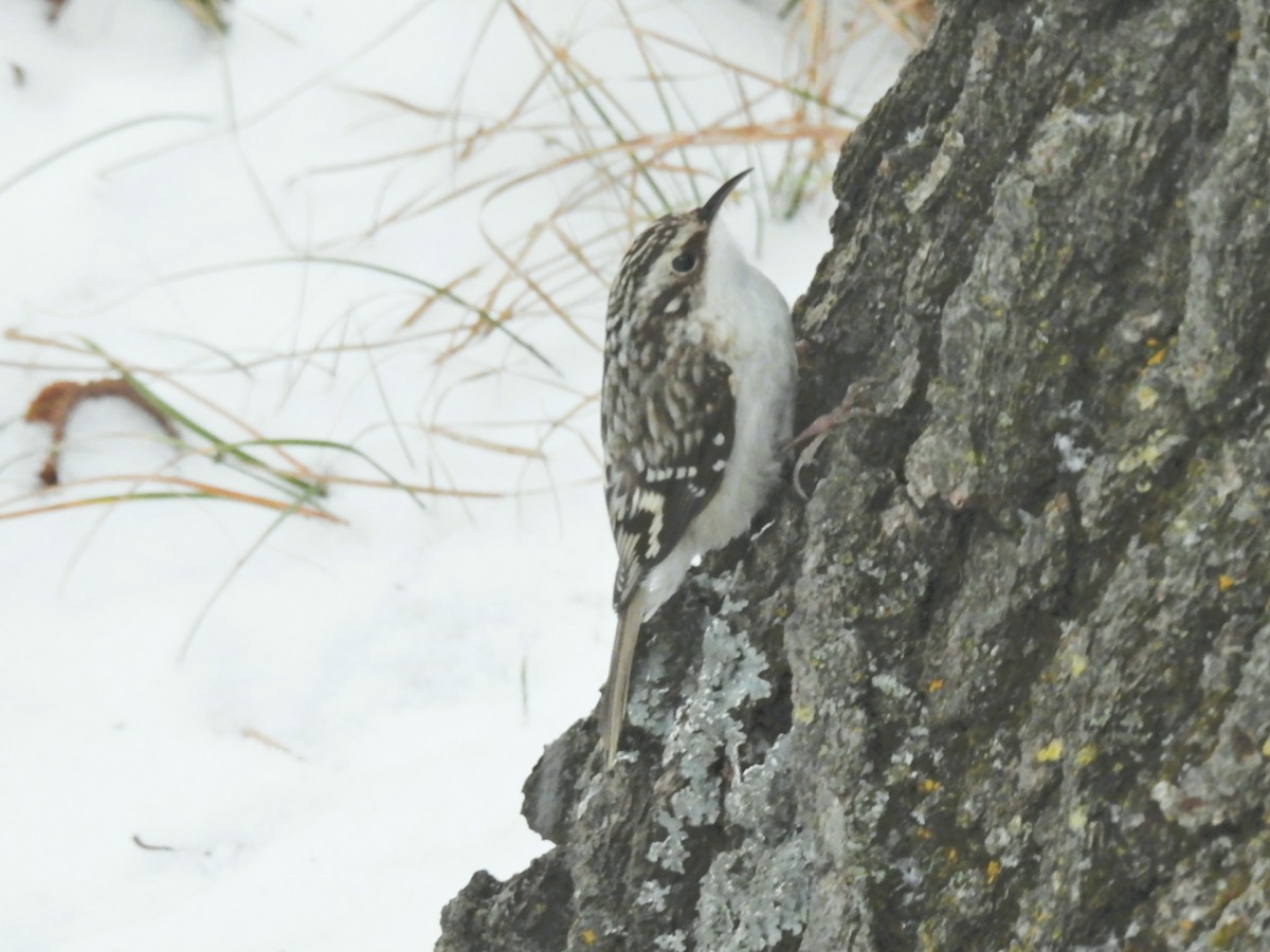 Brown Creeper - ML646208092