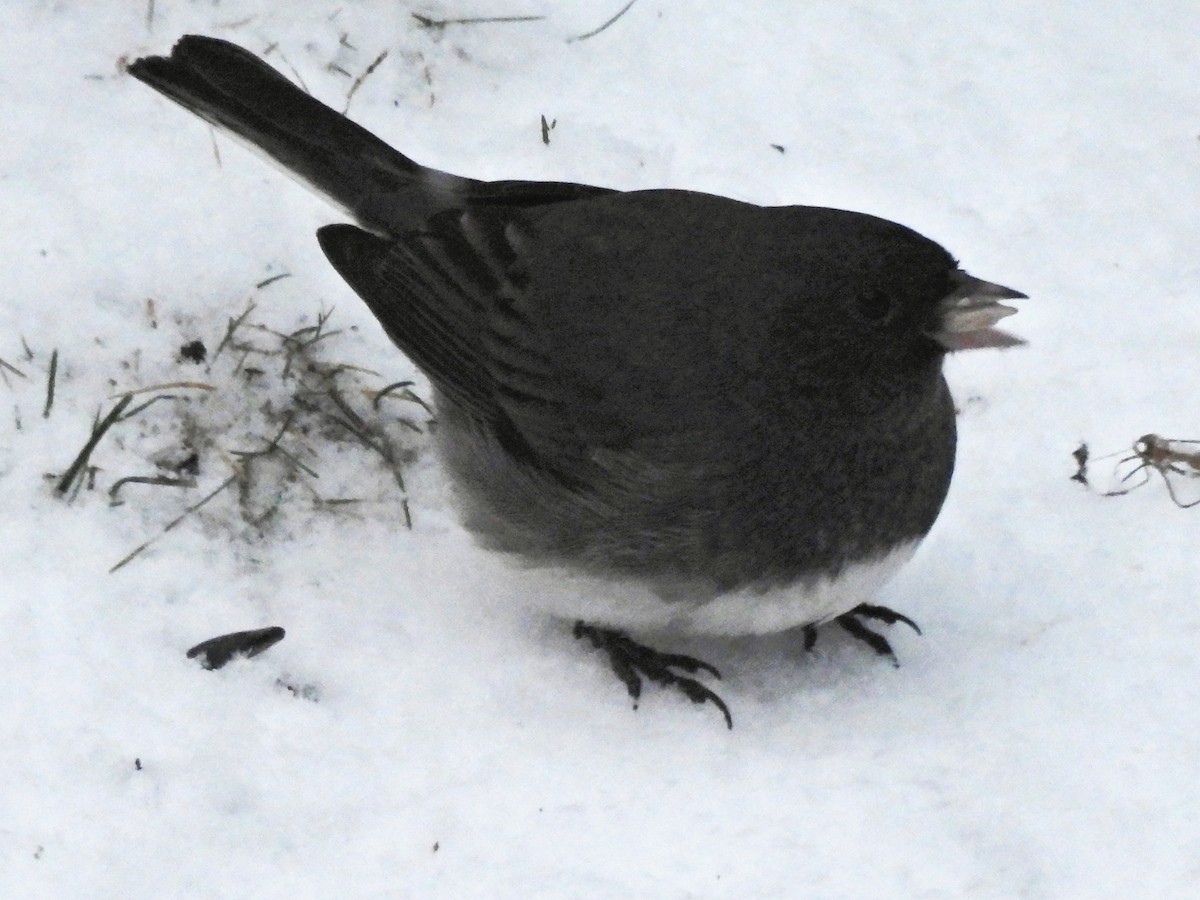 Dark-eyed Junco (Slate-colored) - ML646208097