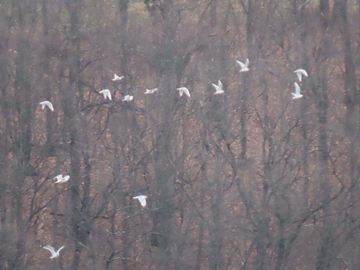 racek Bonapartův - ML646208098