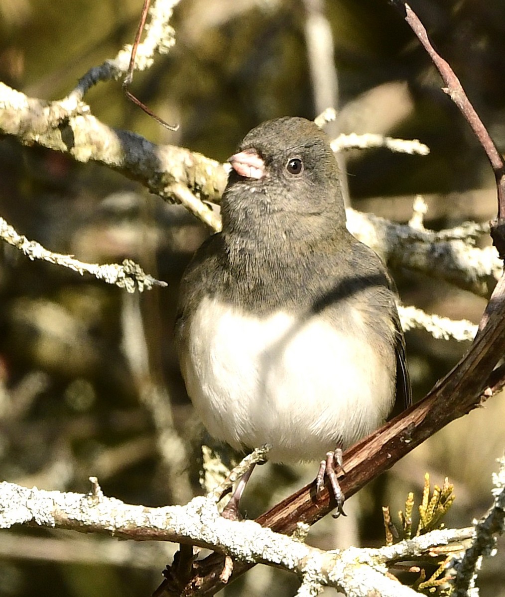 Dark-eyed Junco - ML646208099