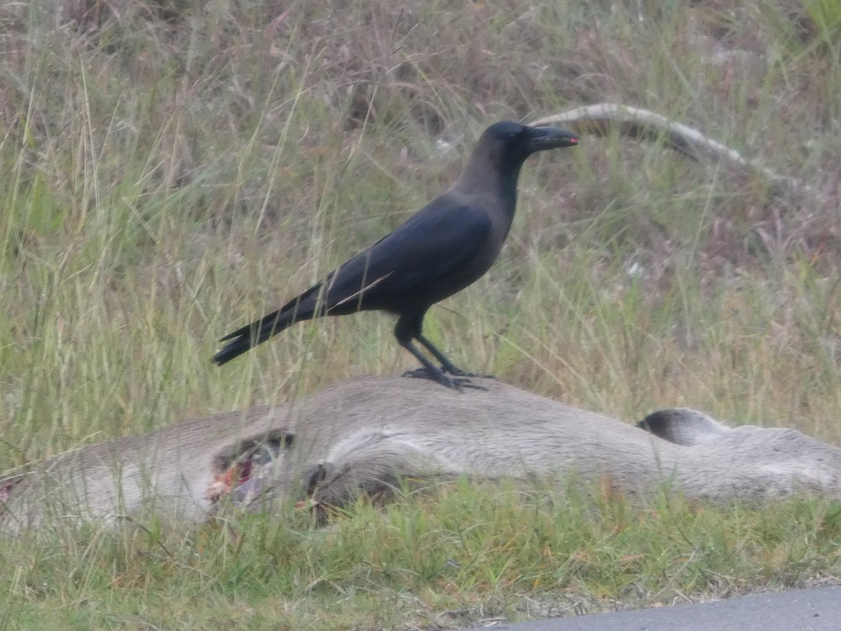 House Crow - ML646208103