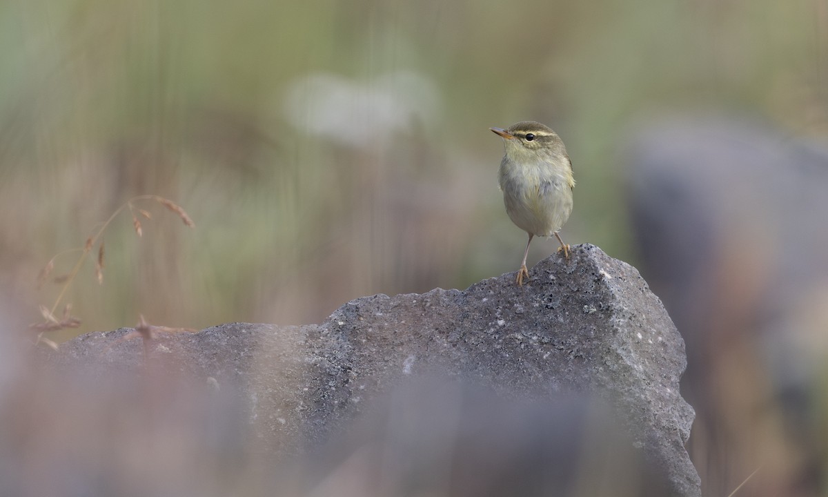 Kamchatka Leaf Warbler - ML646208110