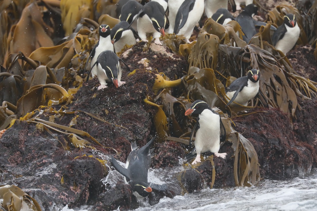 Snares Penguin - ML646208111