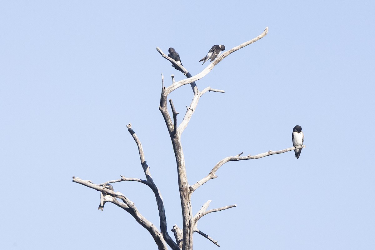 Chilean Swallow - ML646208112
