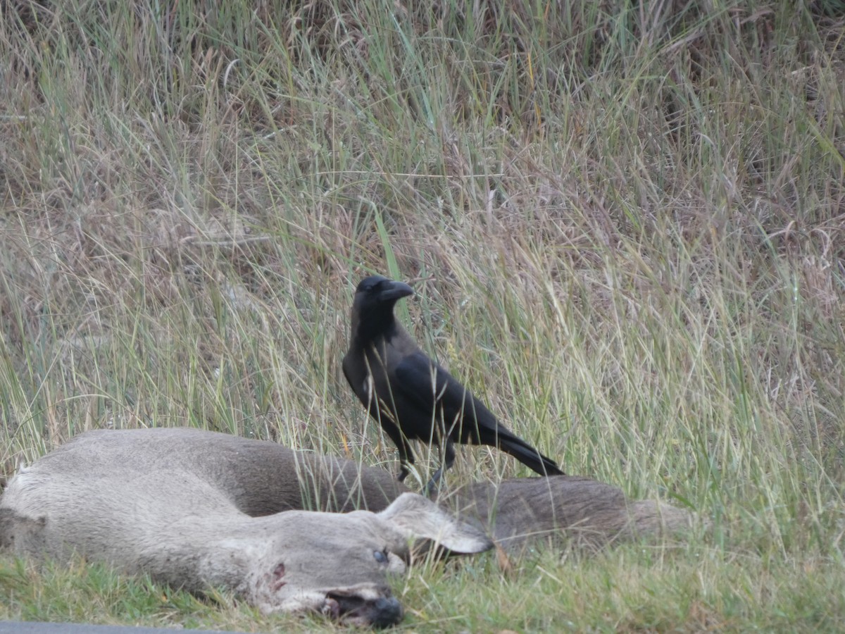 House Crow - ML646208114