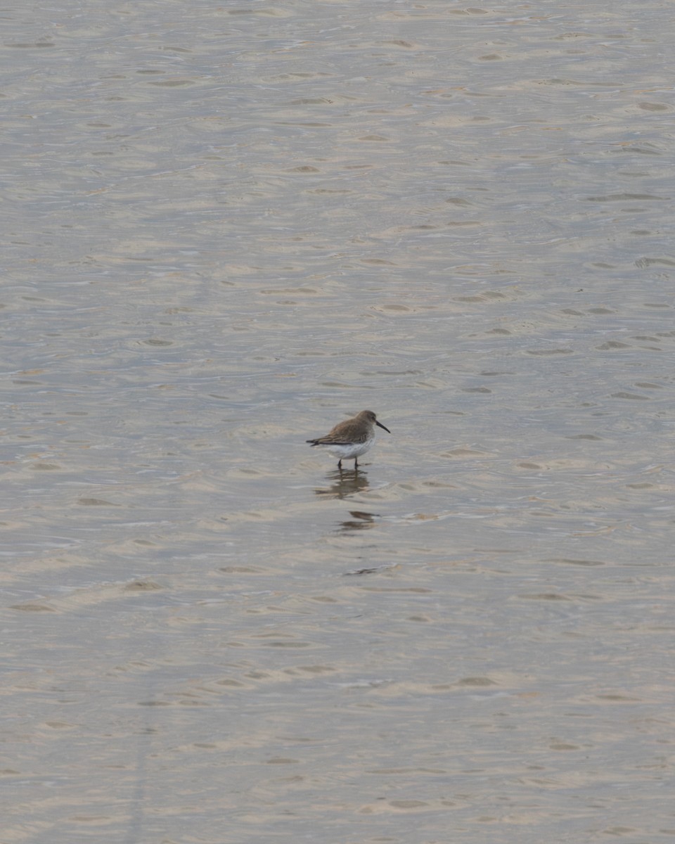 Dunlin - ML646208119