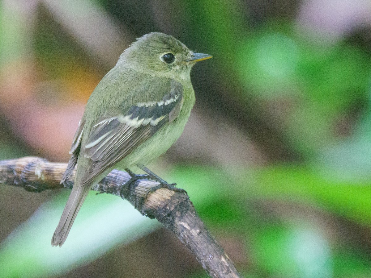 tyranovec žlutobřichý - ML646208121