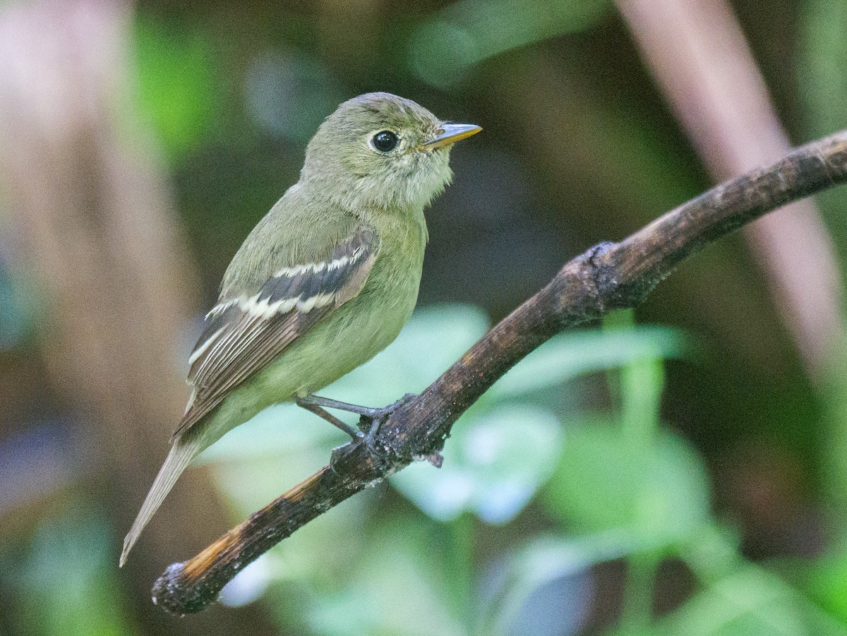 tyranovec žlutobřichý - ML646208122