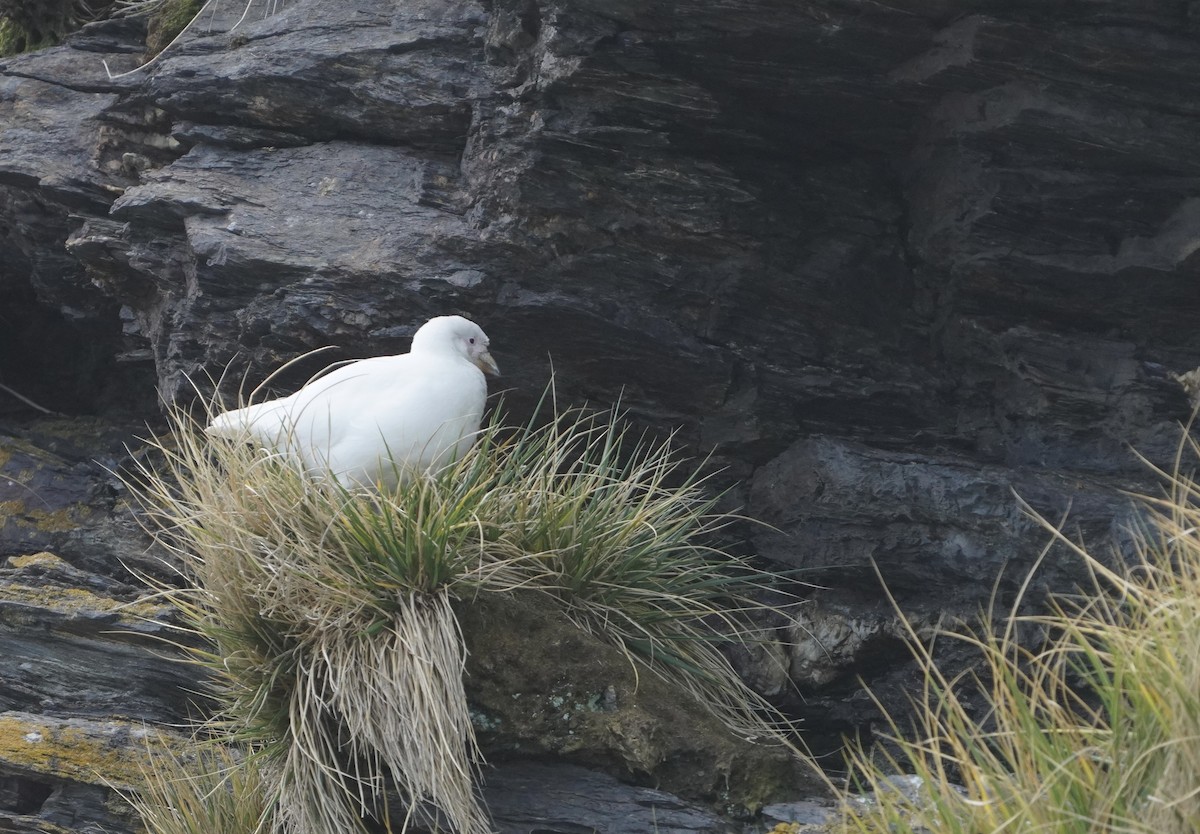 サヤハシチドリ - ML646208123