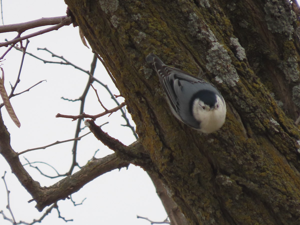 White-breasted Nuthatch - ML646208124