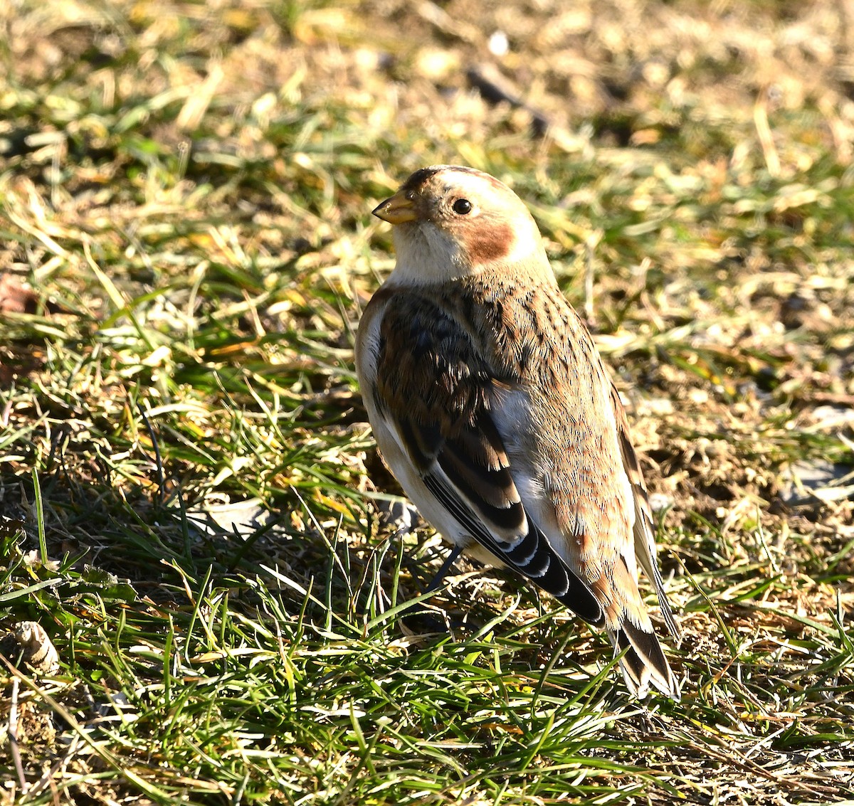 Snow Bunting - ML646208125