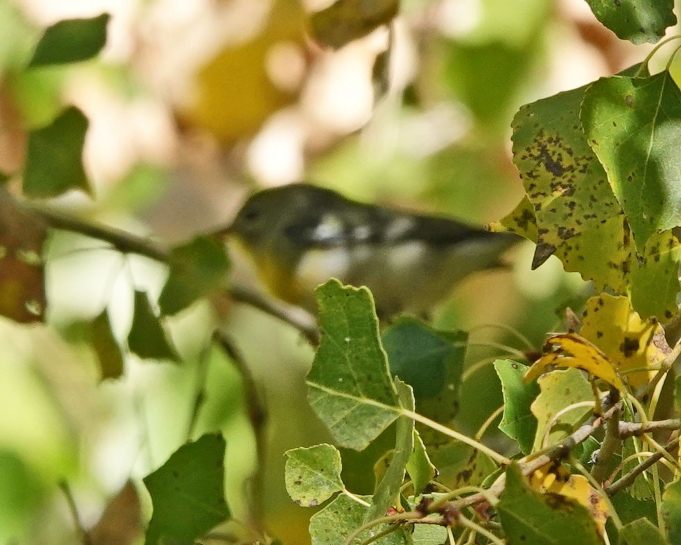 Очковая древесница - ML646208126