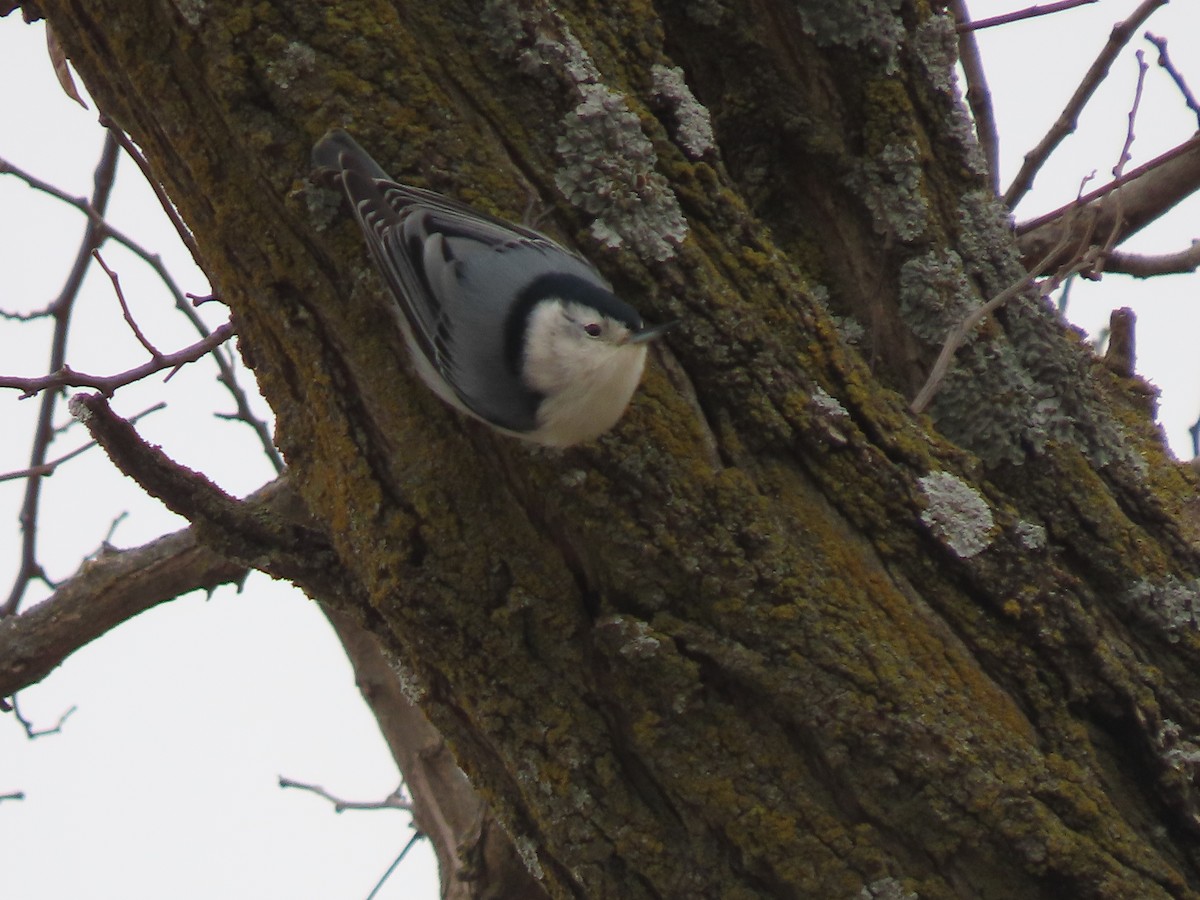 White-breasted Nuthatch - ML646208127