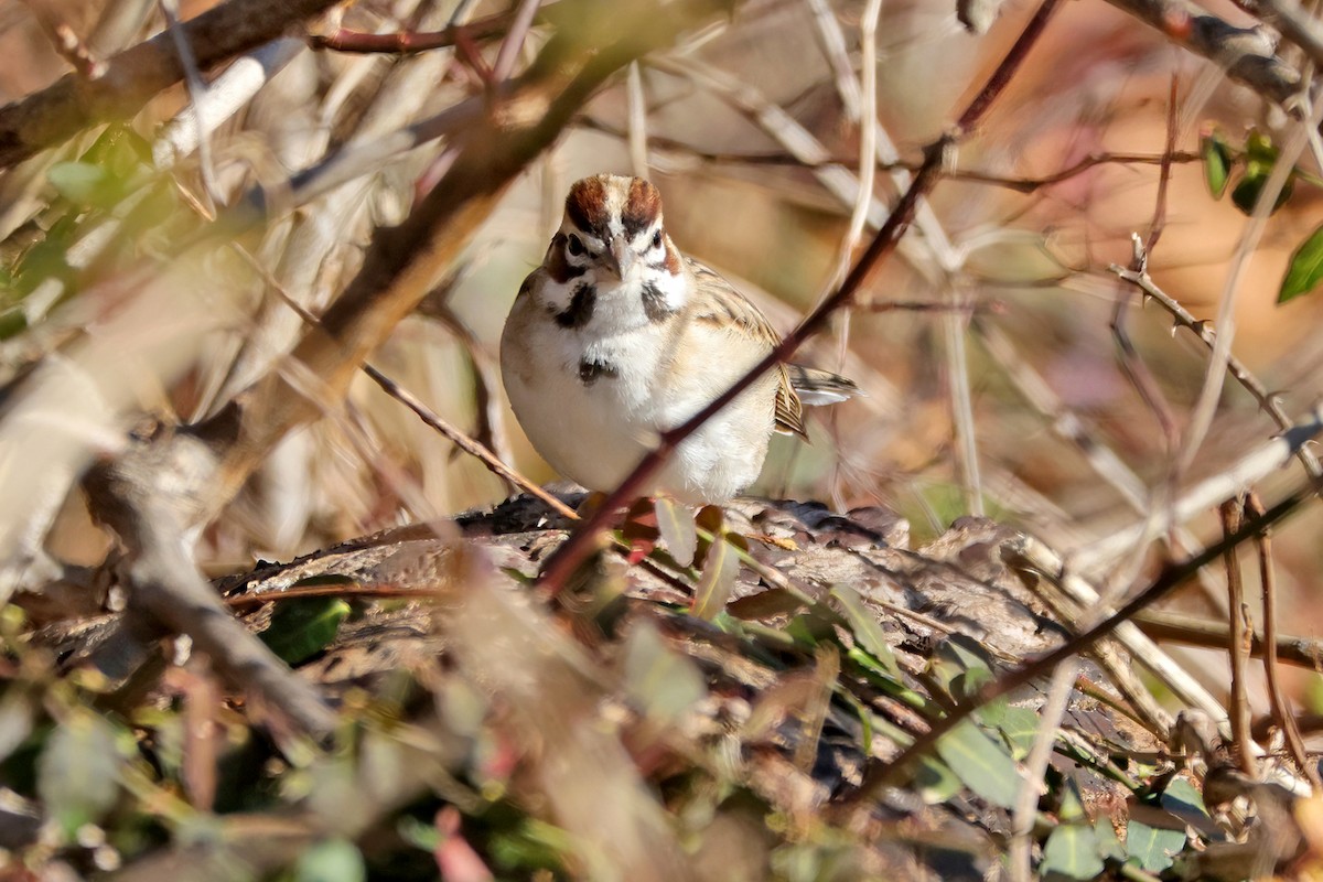 Lark Sparrow - ML646208128