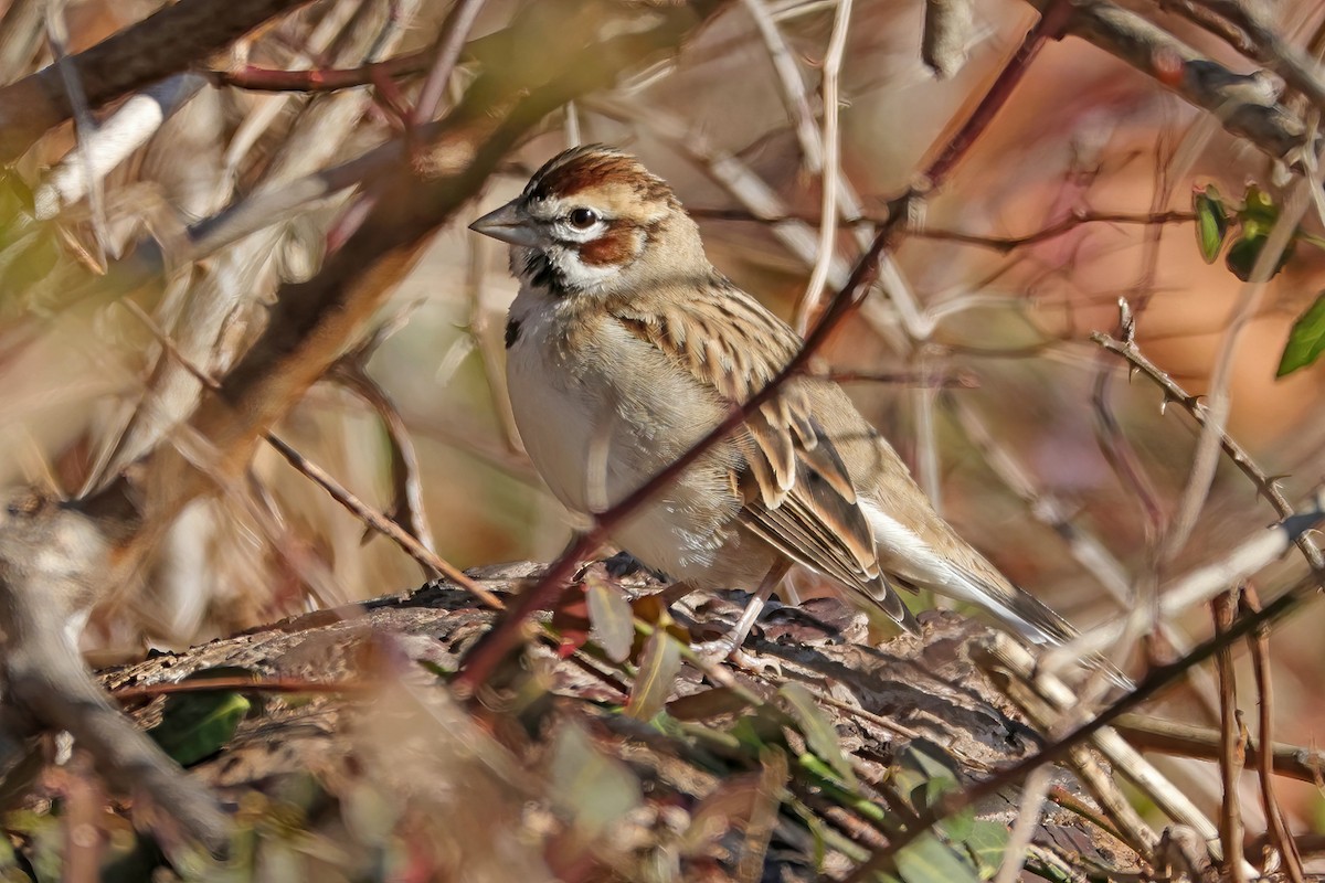 Lark Sparrow - ML646208129
