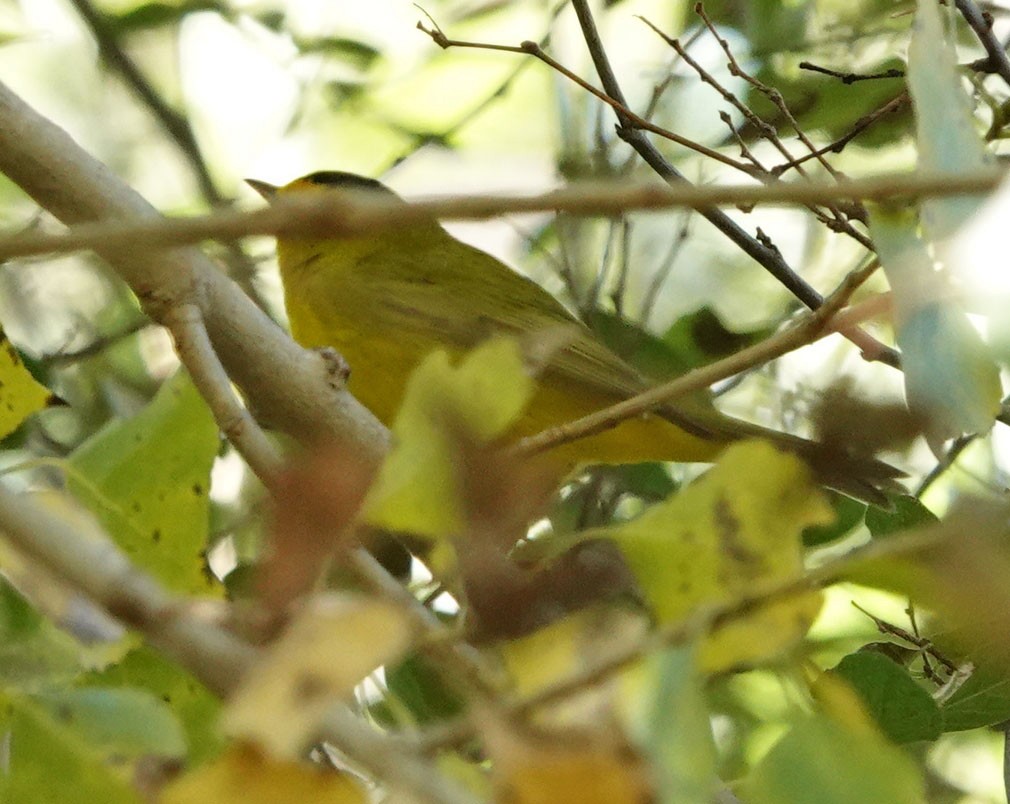 Takkeli Ötleğen - ML646208130