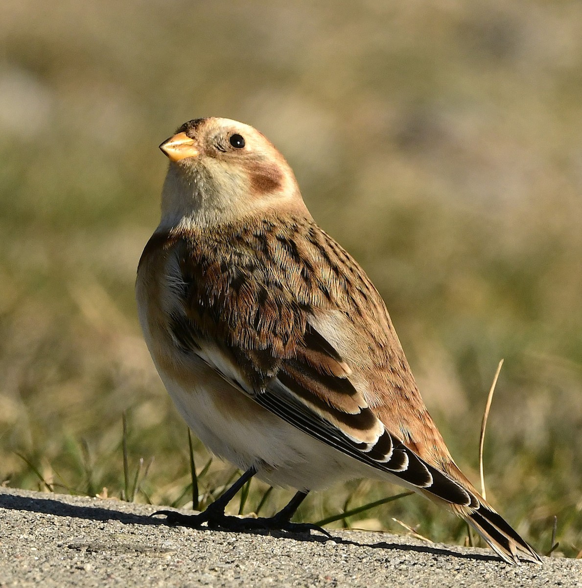 Snow Bunting - ML646208131