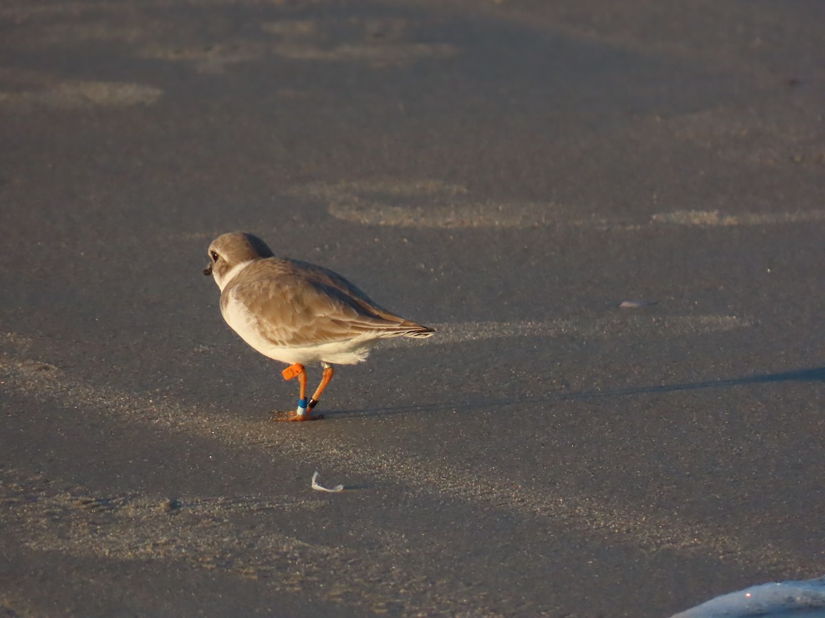 Piping Plover - ML646208139