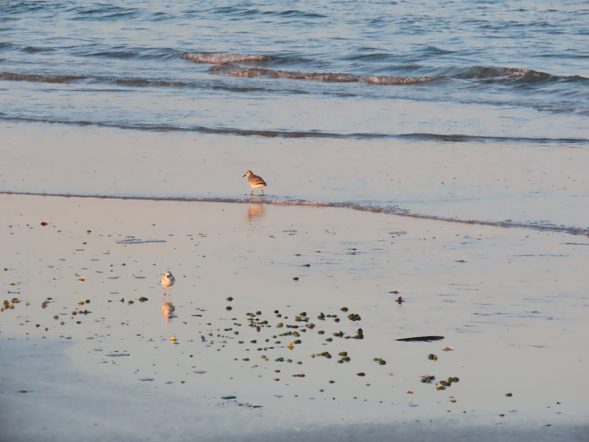 Piping Plover - ML646208140